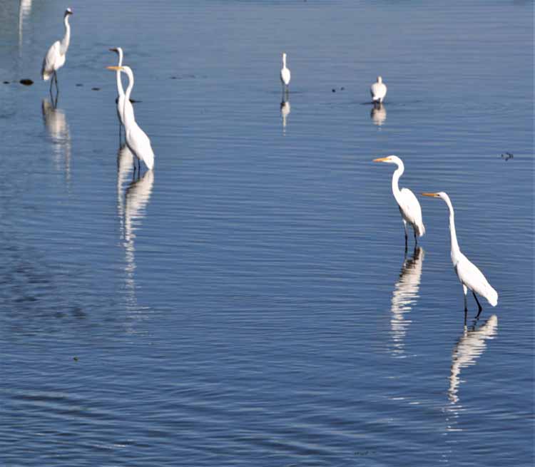 egrets